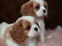 щенки Кавалер кинг чарльз спаниэль, фотография 2