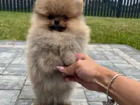Померанский шпиц,мальчики, фотография 2