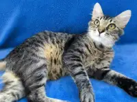 Веселый непоседа Прайс, фотография 2