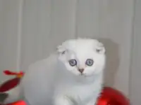 Шотландские котята, фотография 2