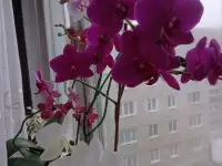 сдам двухкомнатную квартиру в Полоцке с евроремонтом, фотография 8
