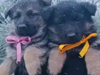 Немецкий овчарки щенки, фотография 3