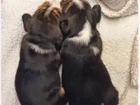 Милые щенки Бигль, фотография 5