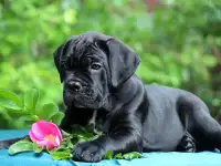 щенки кане корсо, фотография 4