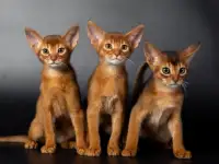 Абиссинские котята