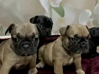 Французский бульдог, фотография 8