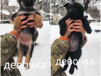 Щенки немецкой овчарки, фотография 2