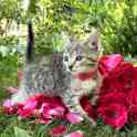 Котята, фотография 5