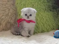 Шотландский котенок, фотография 3