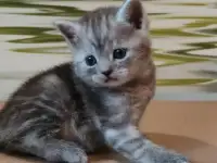 Британские котята, фотография 6