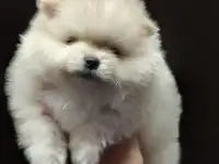 Щенок шпица