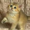 Британские котята, шиншиллы, фотография 2