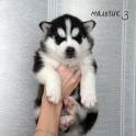 Породистые щенки Сибирский хаски, фотография 2