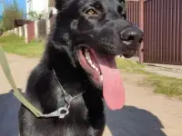 Продаю немецкую черную овчарку, фотография 3