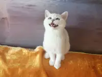 Британские котята, фотография 2