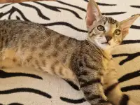 Ориентальный котенок, фотография 3