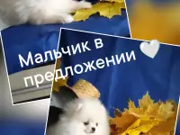Померанский шпиц, щенки. Мини мишки, фотография 5