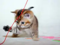 ЗОЛОТАЯ ШИНШИЛЛА шотландские котята, фотография 4