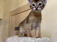 Продам котенка, фотография 2