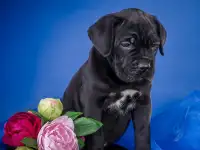 щенки кане корсо