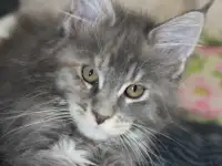 4 Котенок Мейн кун, фотография 3