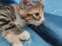 Отдам в хорошие руки котят или кошку, фотография 4