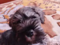 Щенок цвергшнауцера