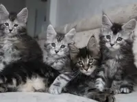 Мейн кун котята!, фотография 3