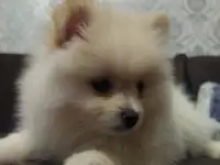 Щенки шпица