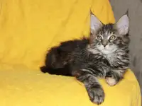 3 Котенок МЕЙН кун, фотография 2
