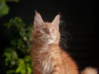 Девочка породы Мейн-кун, фотография 2