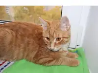 Домашний котенок 4 мес. Любит спать на ручках, добрый, очень нежный, фотография 6