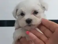 Мальтийской болонки щенки