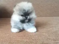 Мальчик Померанский шпиц, фотография 2
