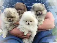 Померанский шпиц, щенки. Мини мишки, фотография 7