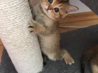 Шотландские котята, фотография 2