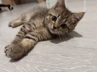 Котенок, фотография 3