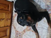 В дар собаку