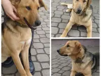 Собака ищет дом, фотография 4