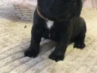 Французский бульдог