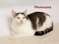 Чудесные кошечки-сестрички Малышка и Мура в дар, фотография 3