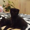 Продам Шотландских котят, фотография 3