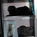 Продам Шотландских котят, фотография 4