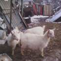 Продам козочек , фотография 2