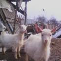 Продам козочек , фотография 5