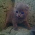 Британские короткошерстные котята, фотография 4