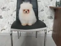 померанский шпиц