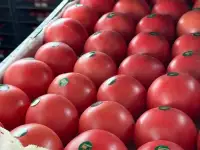 Продаю помидоры на экспорт из Туркменистана., фотография 2