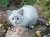Отдам в хорошие руки., фотография 3