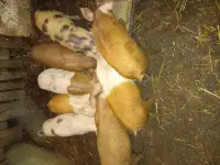 Поросята